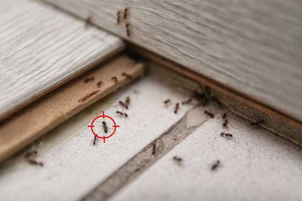 Best Best Pest Control Companies  in Kittredge, CO